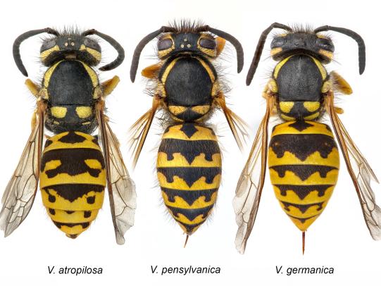 Difference Between Hornet And Yellowjacket   Yellowjackets Three Species 0 